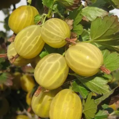 Крыжовник ЯРОВОЙ в Колодищи