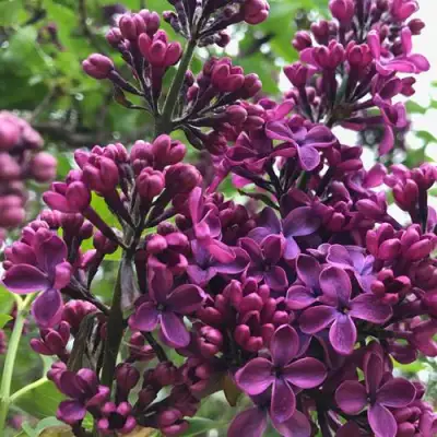 Сирень ЛЮДВИГ ШПЕТ в Колодищи