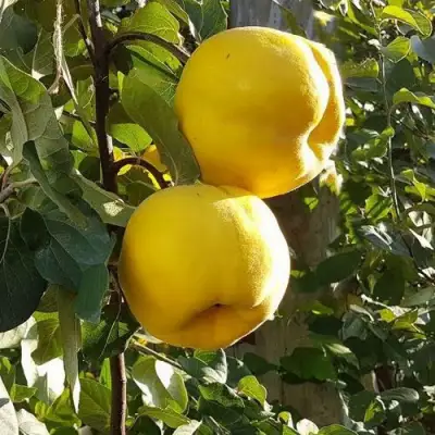 Айва МАРИЯ в Колодищи