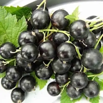 Смородина чёрная ТИТАНИЯ в Колодищи