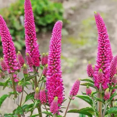 Вероника ФЕРСТ ЛАВ длиннолистная в Колодищи