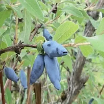 Жимолость съедобная ПУШКИНСКАЯ в Колодищи