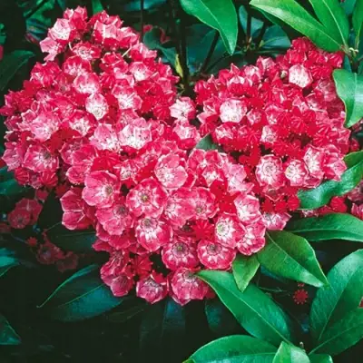 Кальмия КАРДИНАЛ в Колодищи