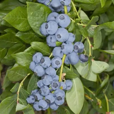 Голубика ЛИБЕРТИ в Колодищи