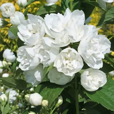 Жасмин махровый в Колодищи