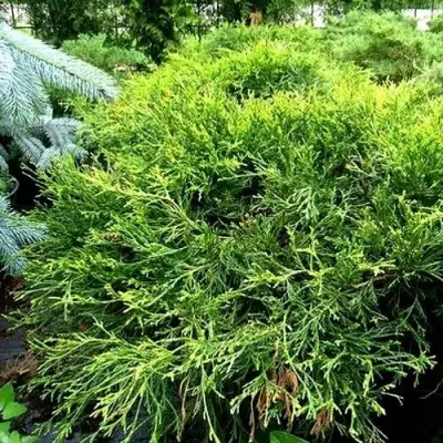 Кипарисовик ФИЛИФЕРА АУРЕА ВАРИЕГАТТА горохоплодный в Колодищи