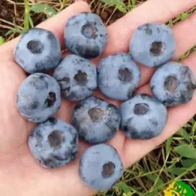 Голубика ЧАНДЛЕР в Колодищи