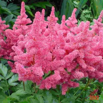 Астильба БОНН японская в Колодищи