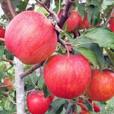 Яблоня ЖЕНЕВА (ЖЕНЕВА ЭРЛИ) в Колодищи