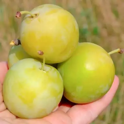 Слива РЕНКЛОД ранний в Колодищи