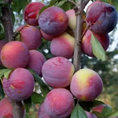 Слива ИМПЕРИАЛ колонновидная в Колодищи