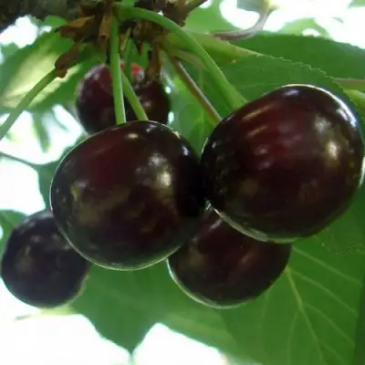 Дюк КСЕНИЯ (ЧЕРЕВИШНЯ) в Колодищи