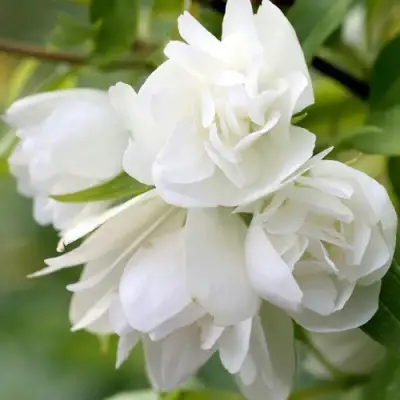 Жасмин МАНТО Д’ЭРМИН в Колодищи