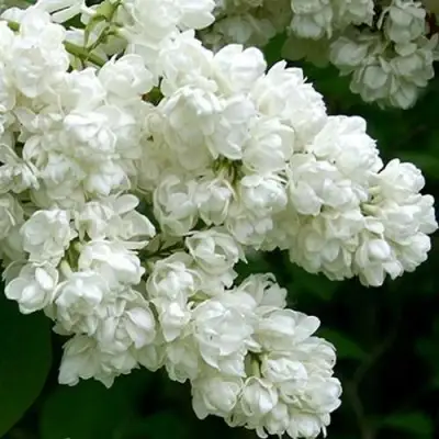 Сирень ПАМЯТЬ О КОЛЕСНИКОВЕ в Колодищи