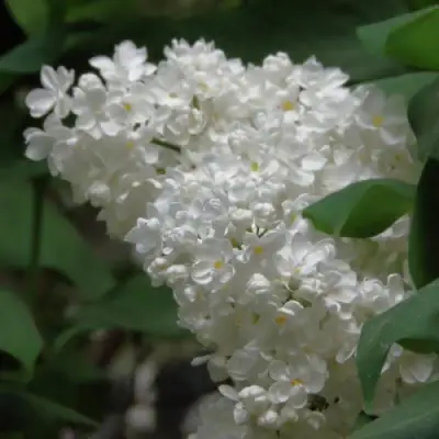 Сирень РУССКИЙ СЕВЕР в Колодищи