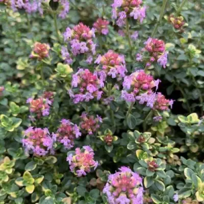 Тимьян ДОННА ВАЛЕЙ лимоннопахнущий в Колодищи