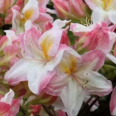 Азалия САТОМИ японская в Колодищи