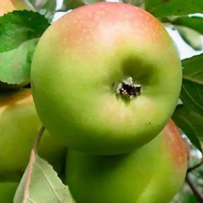 Яблоня БРАТ ЧУДНОГО стелющаяся в Колодищи