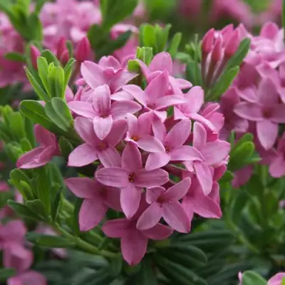 Волчеягодник КОЛЛИНА ГАРАЛЕНС в Колодищи