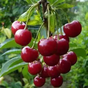 Дюк ФАКЕЛ в Колодищи