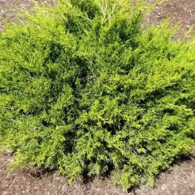 Можжевельник ИЗАБЕЛИН китайский в Колодищи