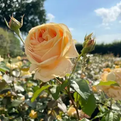 Роза КЕНДЛАЙТ чайно-гибридная в Колодищи