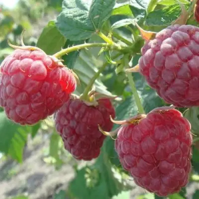 Малина БРУСИЛОВСКАЯ в Колодищи