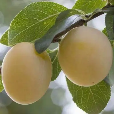 Слива УТРО в Колодищи