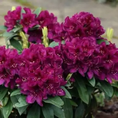 Рододендрон КАЛИ в Колодищи