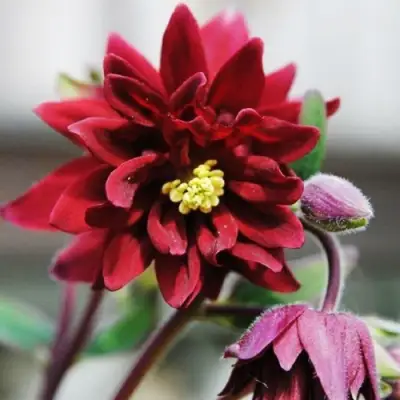 Аквилегия РУБИ ПОРТ обыкновенная в Колодищи