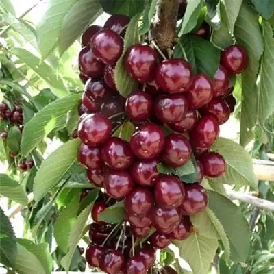 Черешня СИЛЬВИЯ колоновидная в Колодищи