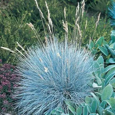 Овсяница АЙСФОГЕЛЬ сизая в Колодищи