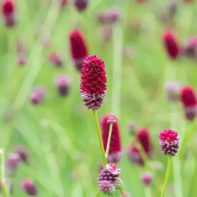 Кровохлебка БИТЛВИНГЗ в Колодищи