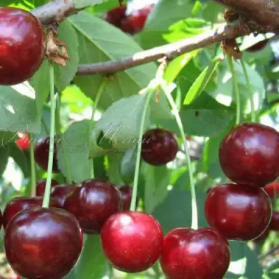 Дюк ИВАНОВНА в Колодищи