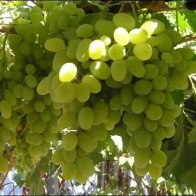 Виноград ИЛЬЯ  в Колодищи