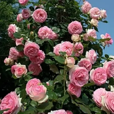 Роза ПЬЕР ДЕ РОНСАР плетистая в Колодищи