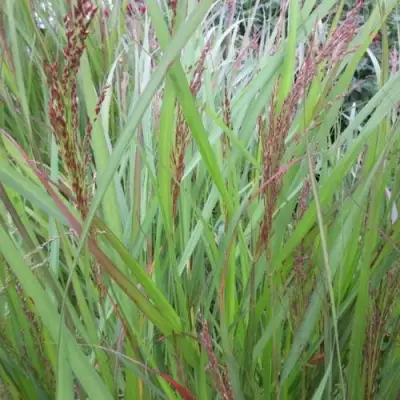 Просо ВЭРРИОР прутьевидное в Колодищи