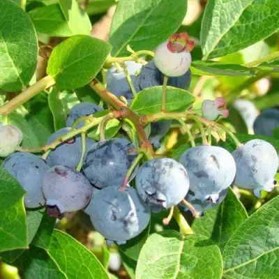 Голубика БЛЮДЖЕЙ в Колодищи