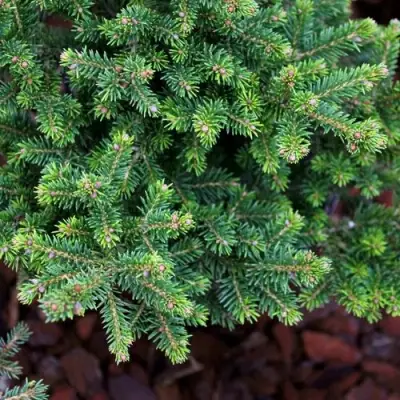 Ель ВИЛС ЦВЕРГ обыкновенная в Колодищи