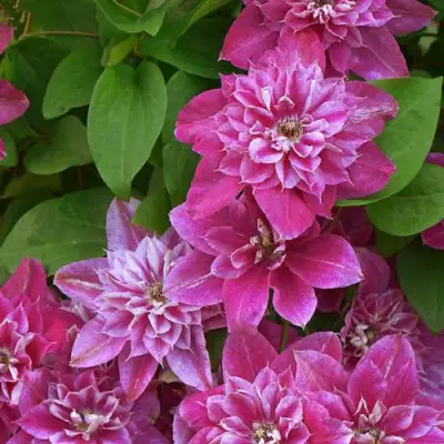 Клематис МАЙ ДАРЛИНГ  в Колодищи