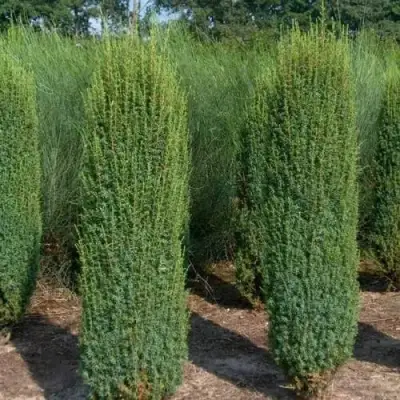 Можжевельник ХИБЕРНИКА обыкновенный  в Колодищи