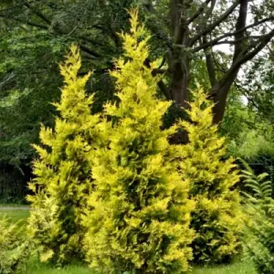 Туя ГОЛДЕН БРАБАНТ западная в Колодищи