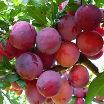 Слива НЕКТАРИННАЯ АРОМАТНАЯ в Колодищи