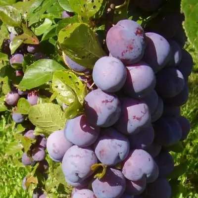 Слива НАГРАДА НЕМАНСКАЯ в Колодищи