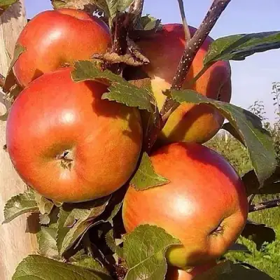 Яблоня ФРИДОМ в Колодищи