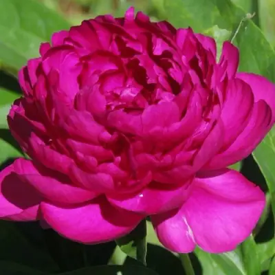 Пион БАРХАТ НОЧИ травянистый в Колодищи