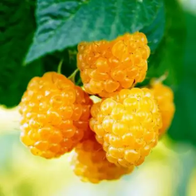 Малина МЕДОВАЯ в Колодищи