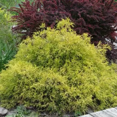 Кипарисовик ГОЛДЕН МОП горохоплодный в Колодищи