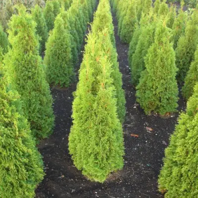 Туя САННИ СМАРАГД западная  в Колодищи