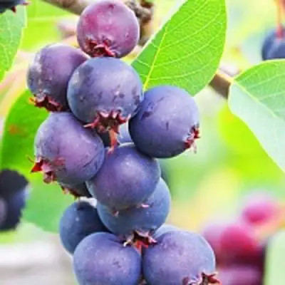 Ирга СМОУКИ в Колодищи